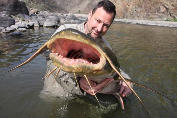 Goonch & Golden Mahseer